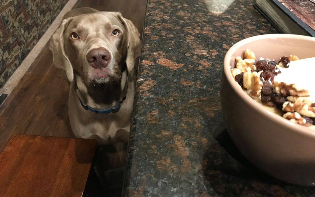 Dining with Dogs Across America