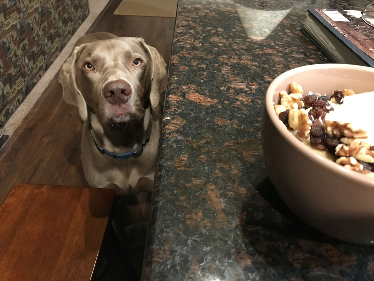Dining with Dogs Across America