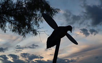 Dove Hunting in the Heart of Texas