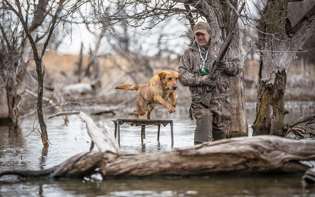 Overcoming In-Season Obstacles with Your Duck Dog