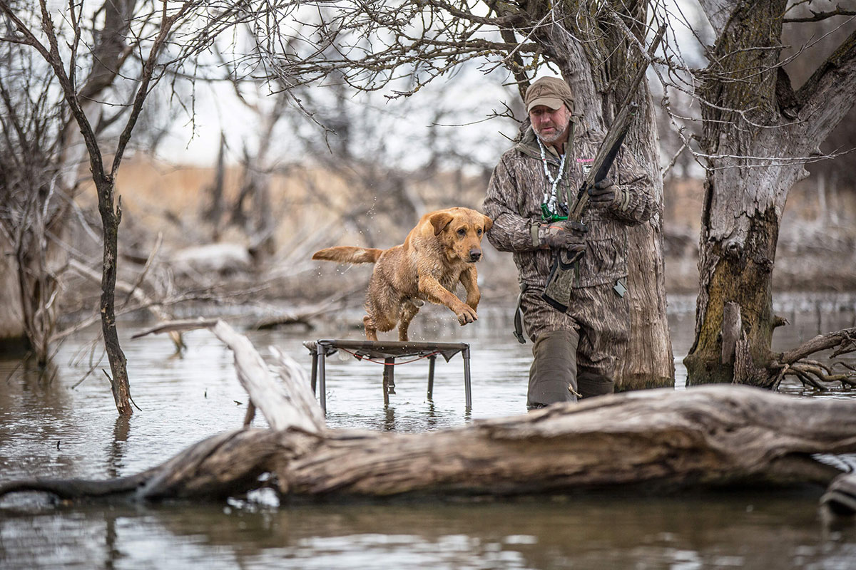 Overcoming In Season Obstacles with Your duck Dog