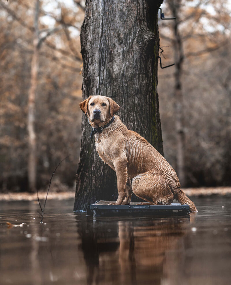 Overcoming In Season Obstacles with Your duck Dog