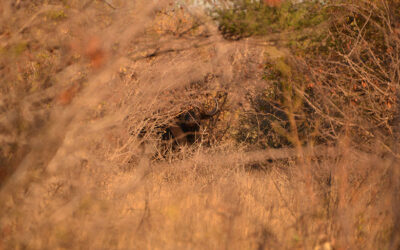 Suspense and Singing in the Bushveld