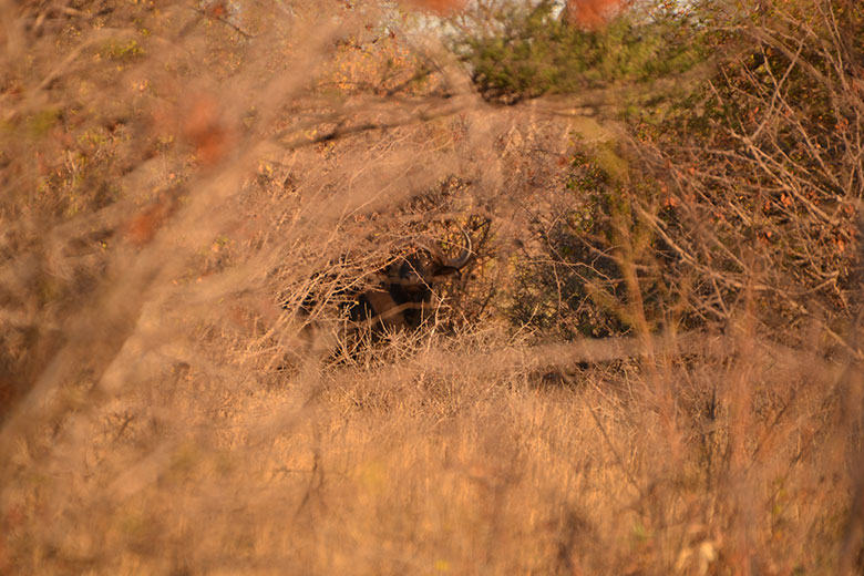 Suspense and Singing in the Bushveld