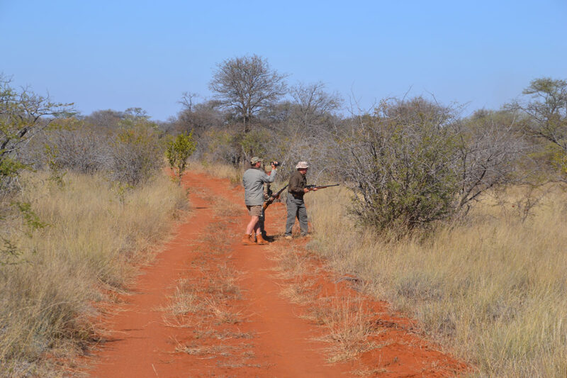 Suspense and Singing in the Bushveld