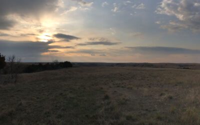 Spotted Horse on the Windy Prairie