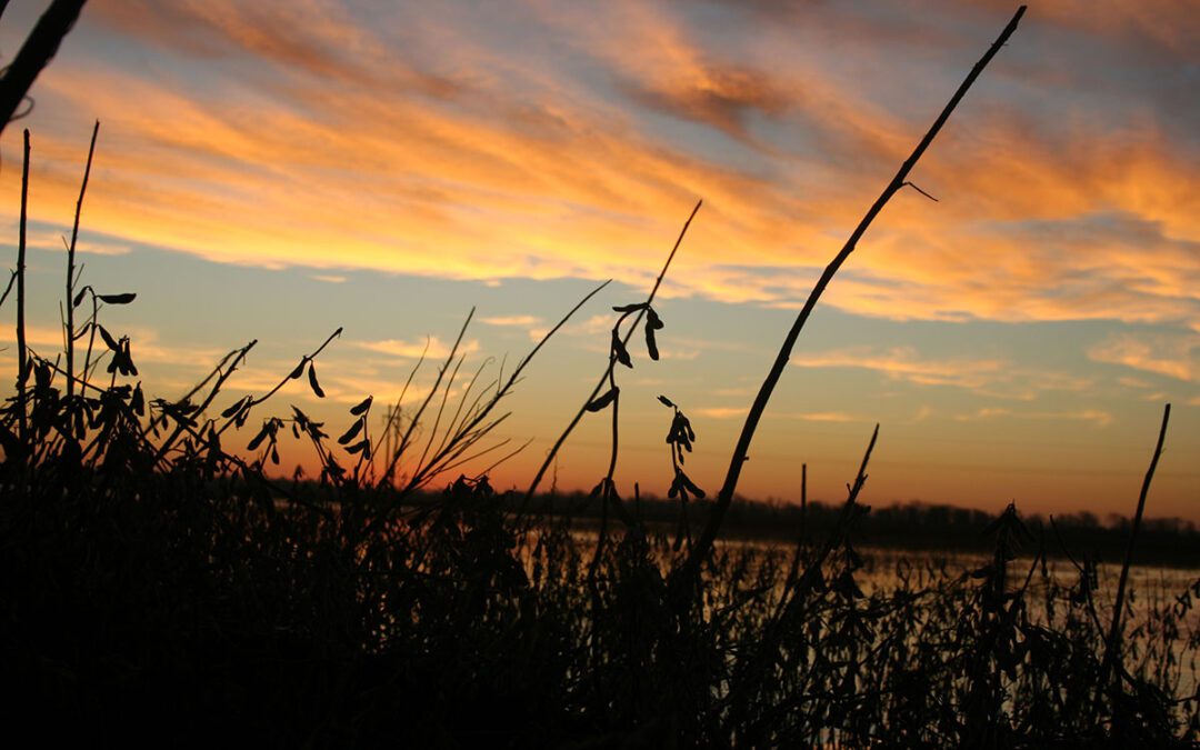 History from A Duck Blind