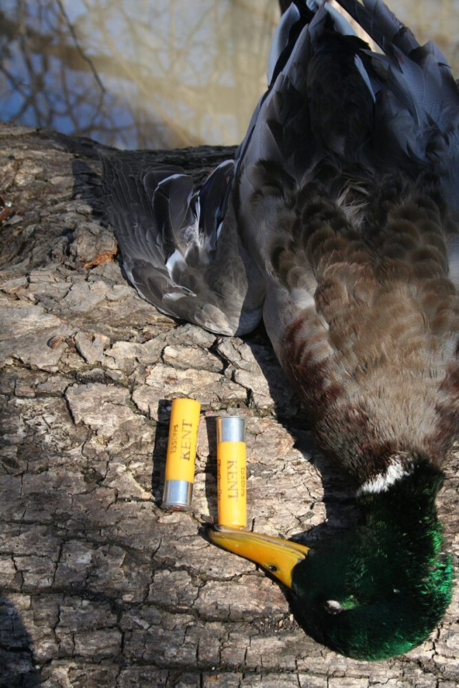 History from A Duck Blind