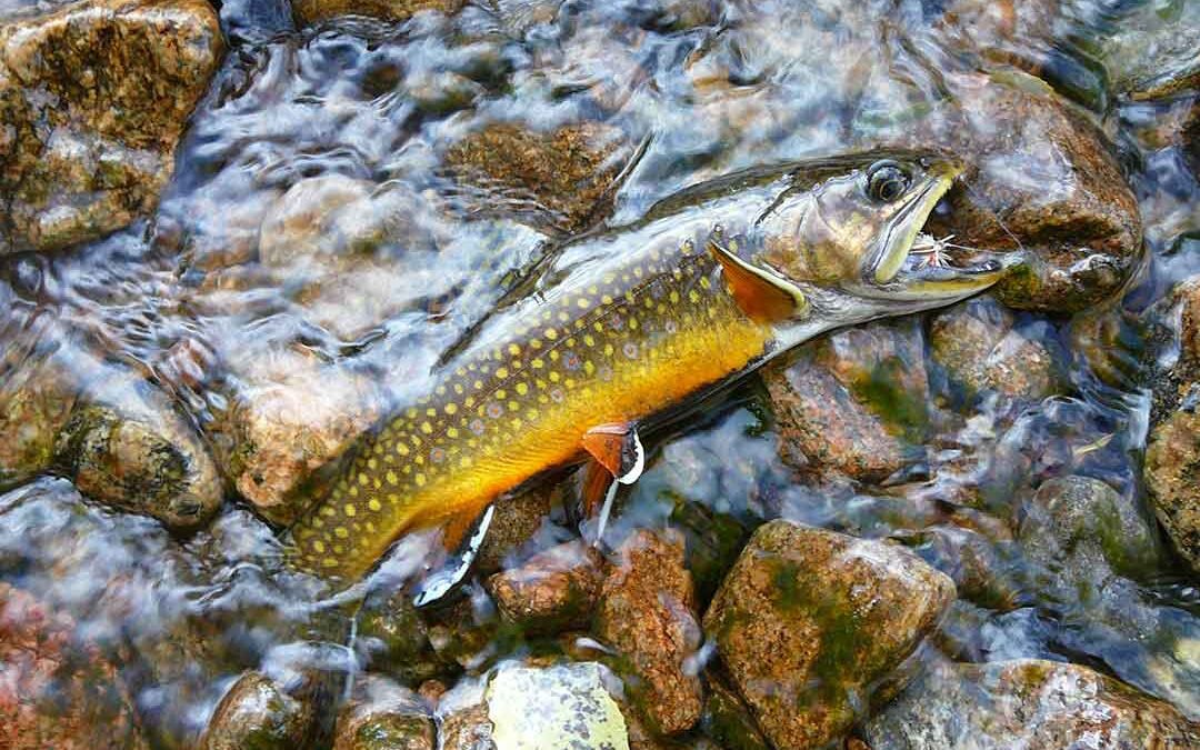 The Elusive Southern Appalachian Brook Trout
