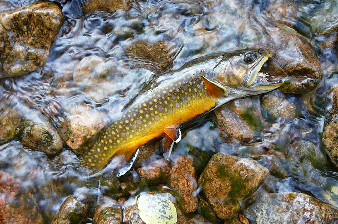 The Elusive Southern Appalachian Brook Trout - Sporting Classics Daily