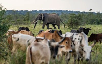 Cattle and Wildlife in Tanzania