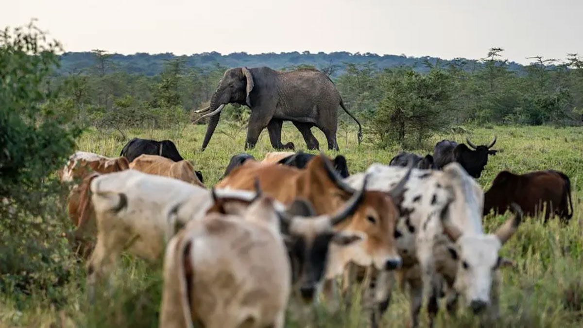Cattle and Wildlife in Tanzania