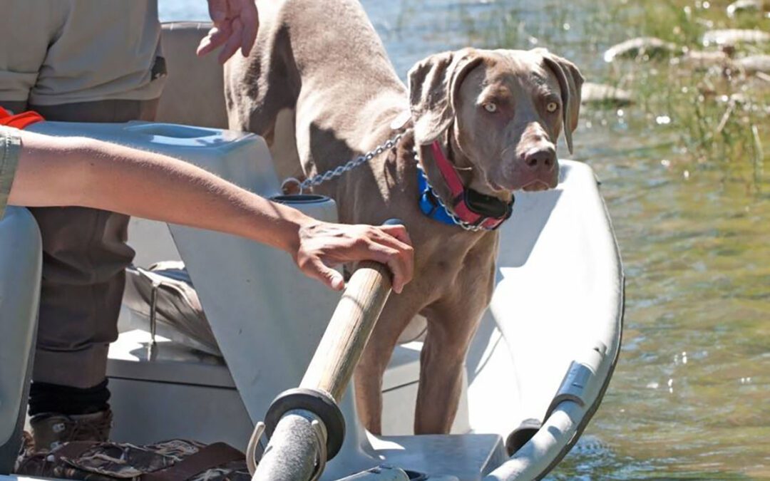 Dog Overboard!