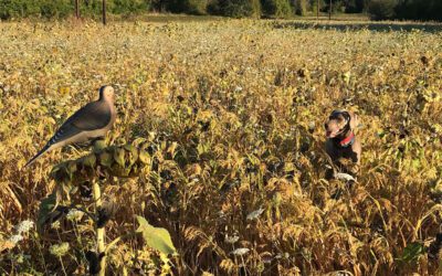 Dove Season is Nigh!