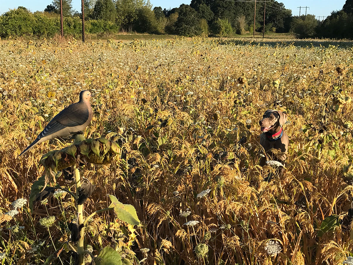 Dove Season is Nigh!