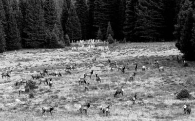 The Scent of Elk and Horses