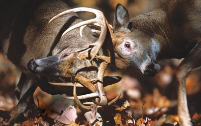 A Wyoming Rattle Trap