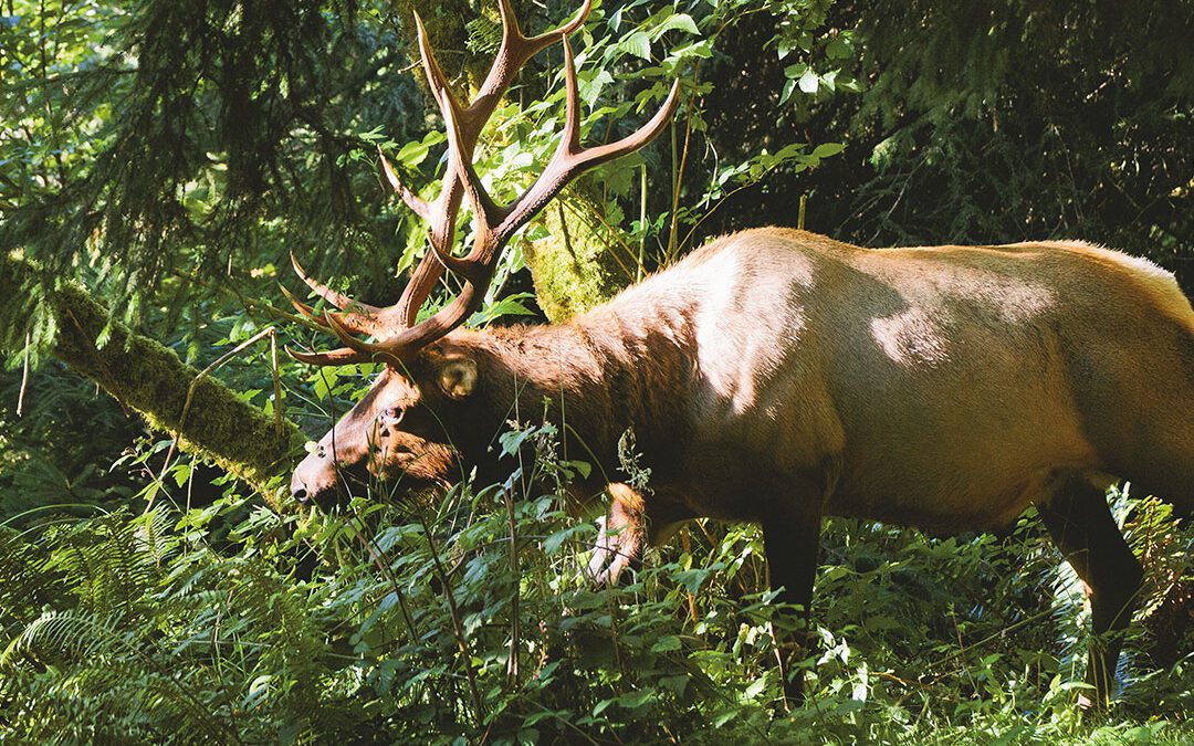 Roosevelt Elk Are Different