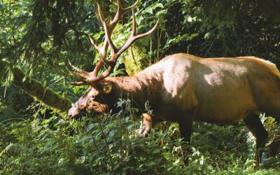 Roosevelt Elk Are Different