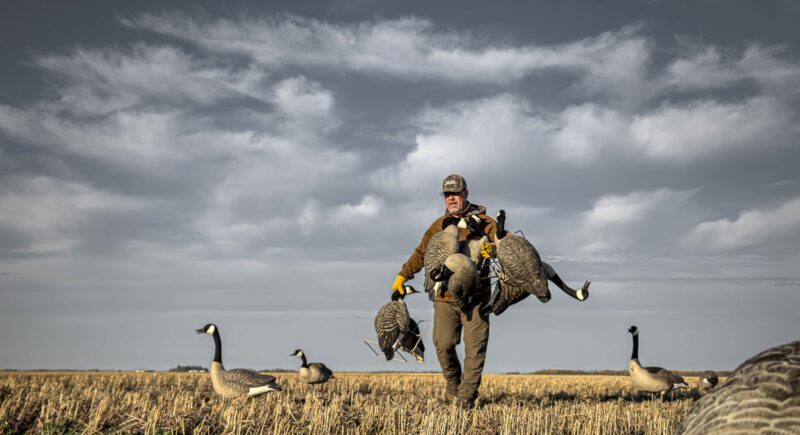 Hunter retrieving geese from field