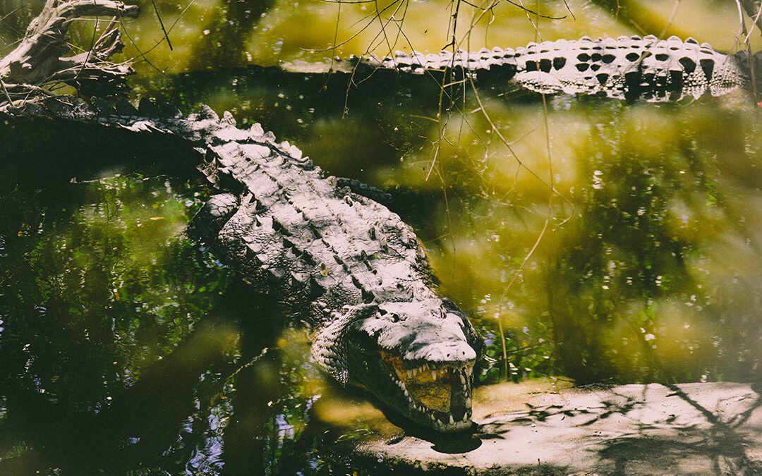 A Deadly Struggle with a Giant Crocodile