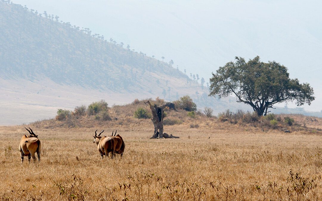 Lord of the Savanna