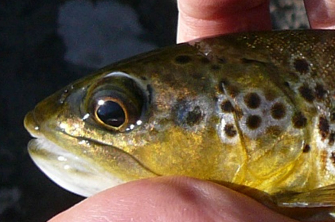 How Trout See and Perceive Colors - Sporting Classics Daily