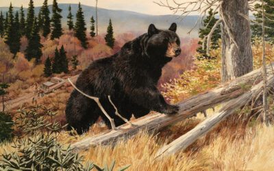 Adventures in Minnesota’s Black Bear Country