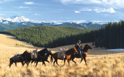 Hunting Elk on Colorado Public Land