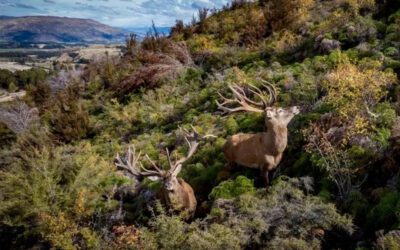 John Scurr New Zealand Hunting Tours