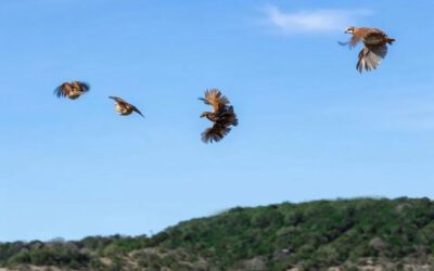 Heroic Efforts to Save Texas Quail May Soon Pay Off