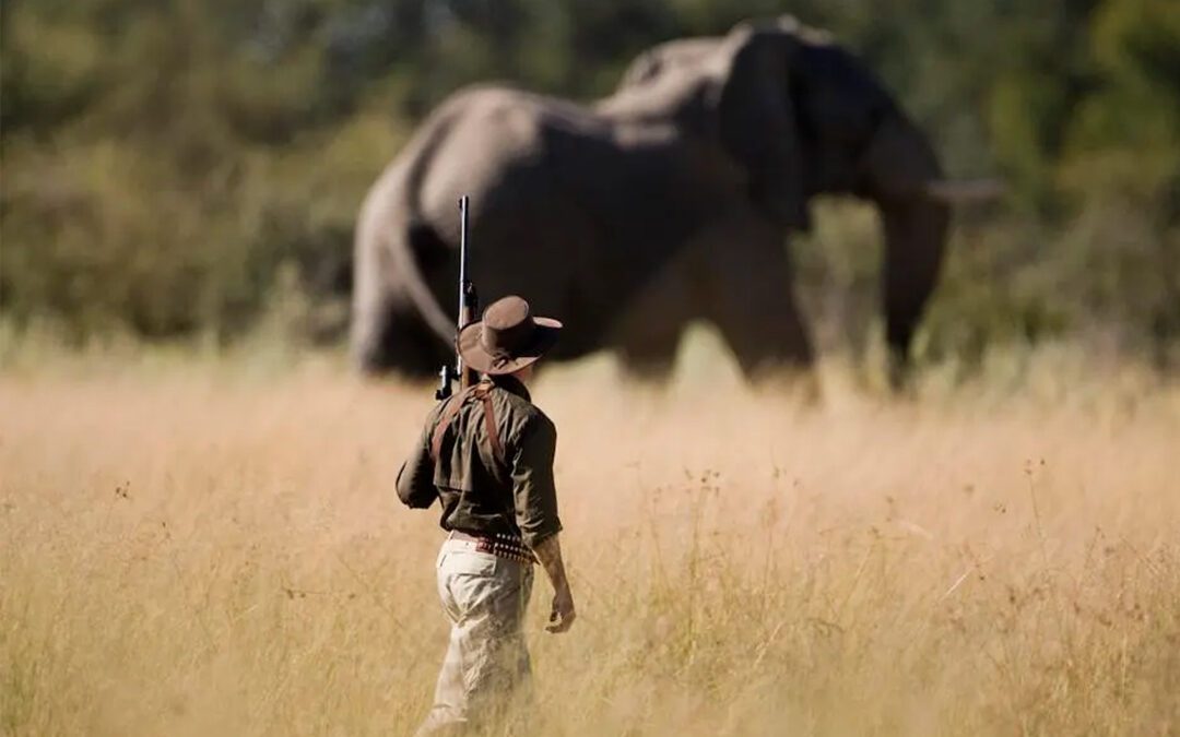 Recent Ruling Sparks New Debate Over Elephant Hunting