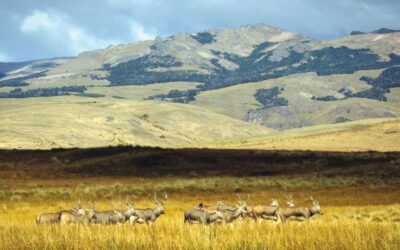 Pere David’s Deer: Back from the Brink