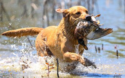 Hunting Retriever Club: Celebrating 40 Years