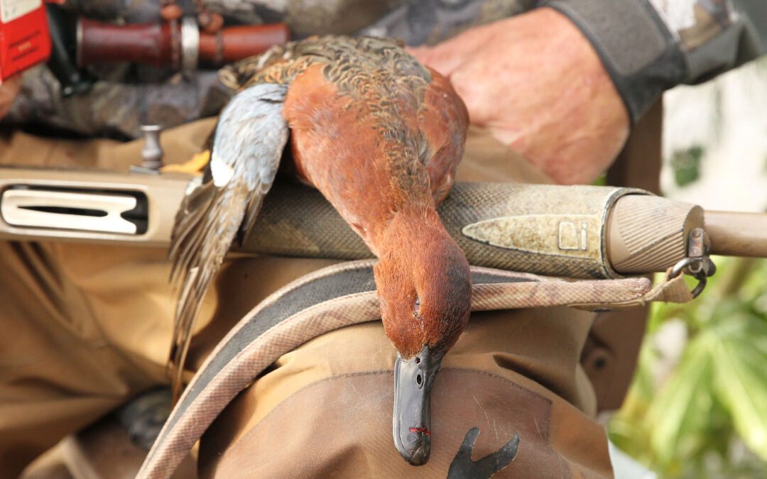 Sea of Cortez: Cinnamon Teals and Pintails
