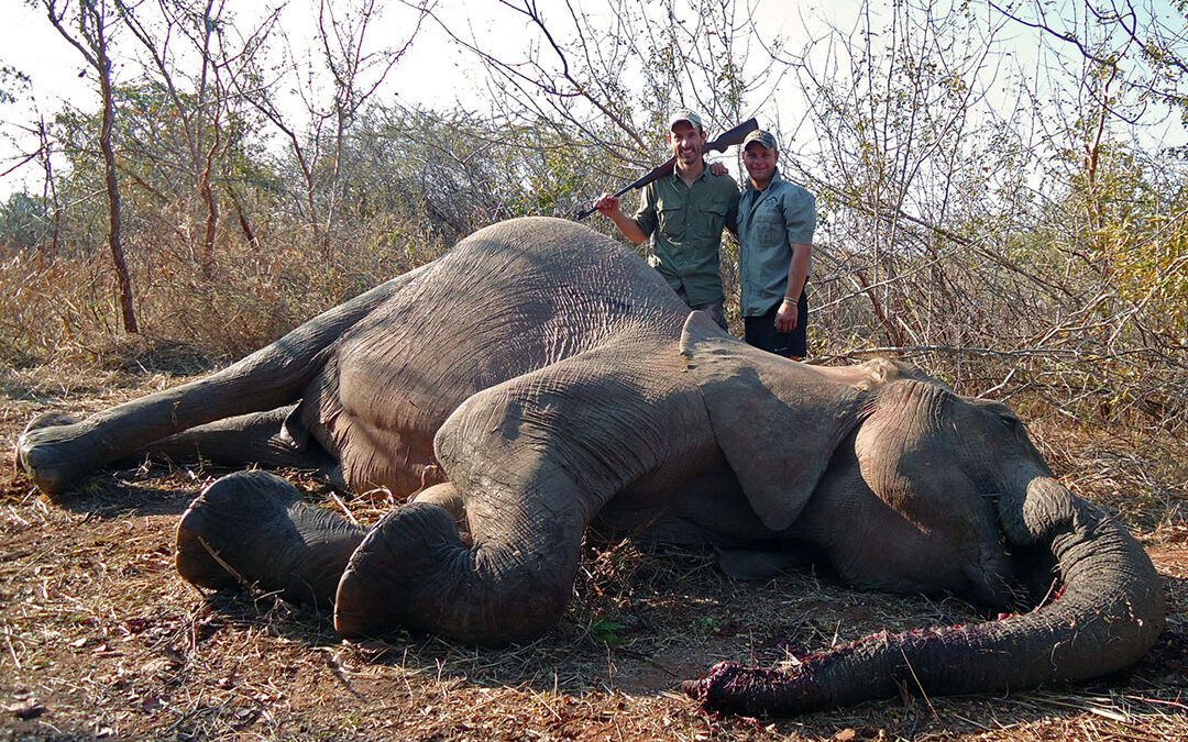 Hunting Tuskless Elephants in Zimbabwe