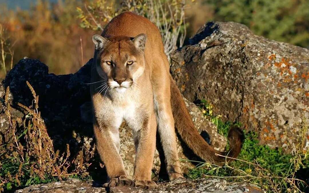 Experts Warn Mountain Lion Attacks Likely To Rise If Colorado Ballot Measure Passes