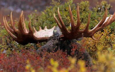 Watch: Tough Hunt for Moose in Newfoundland