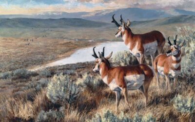 Pronghorn: High Plains Drifter