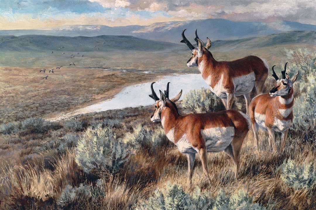 Pronghorn: High Plains Drifter