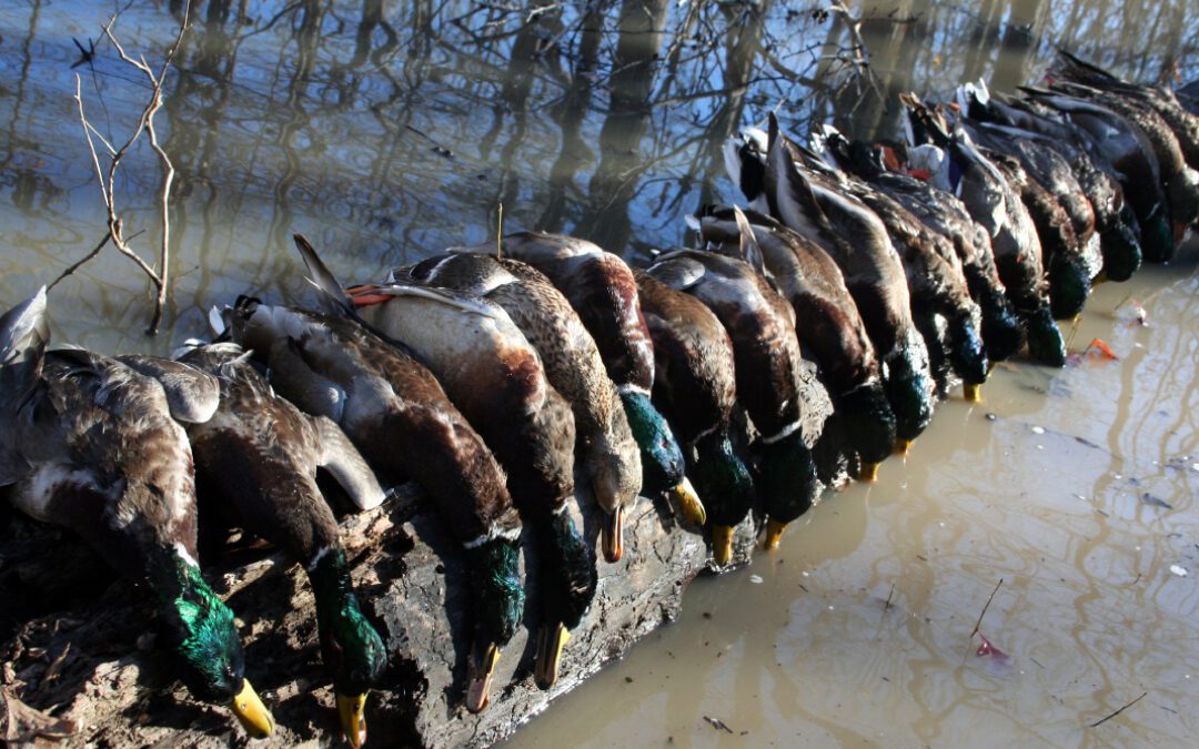 Flooded-Timber Mallards