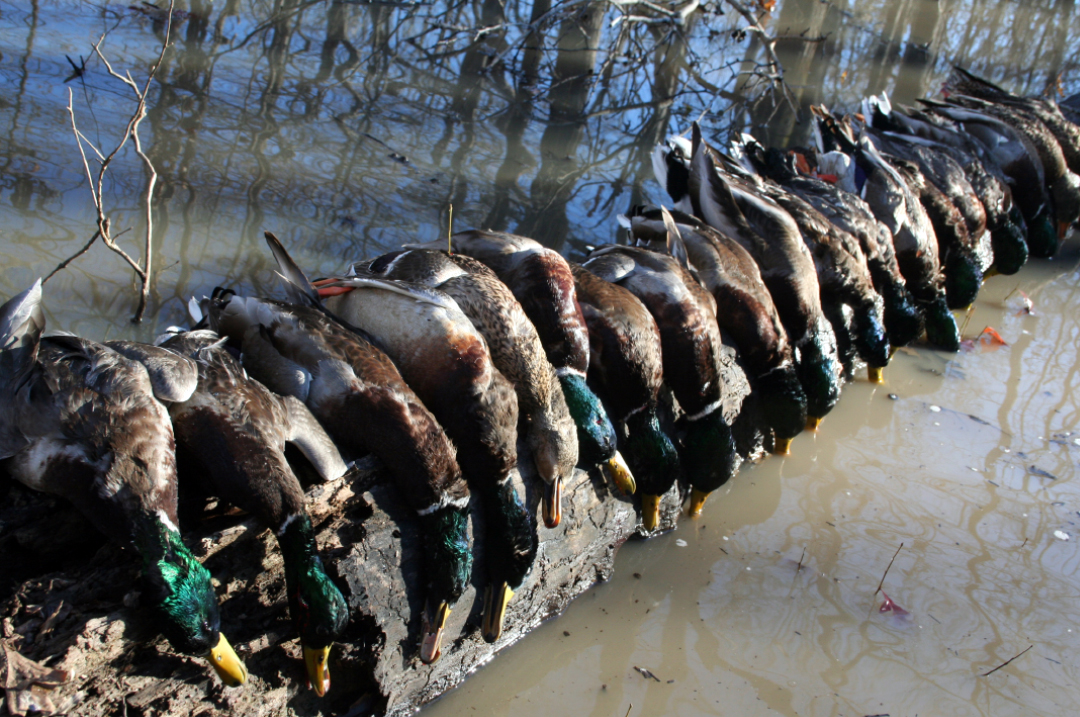 Flooded-Timber Mallards