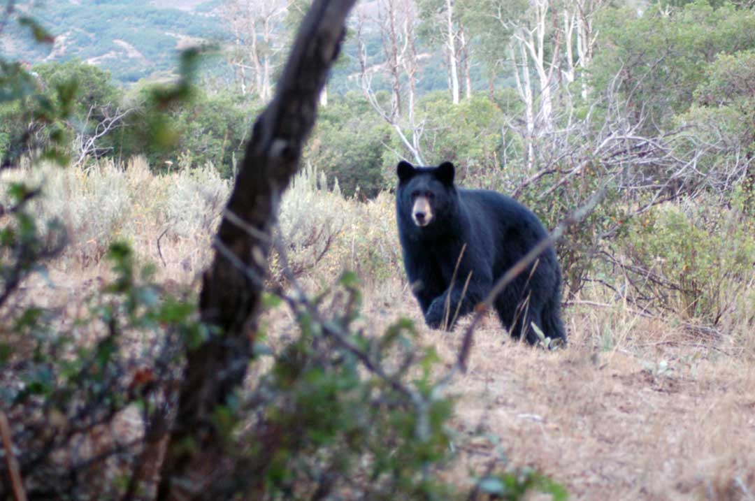 From Pin Oak Flats to the High Country 