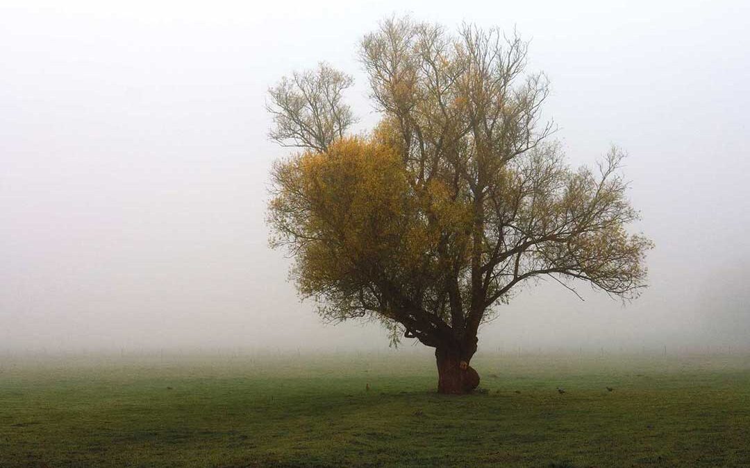 Pheasants in the Mist