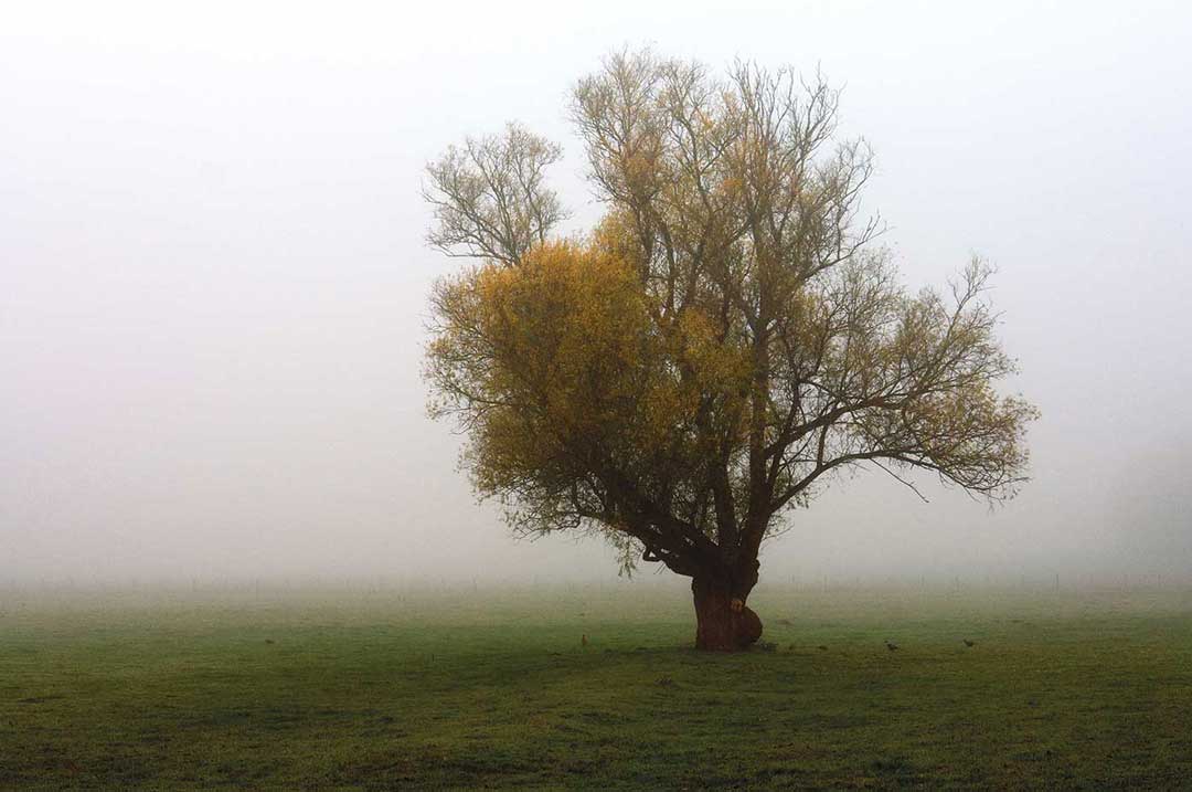 Pheasants in the Mist