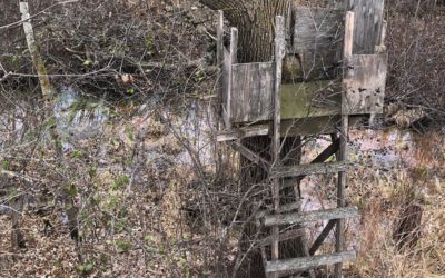 Old Tree Stands