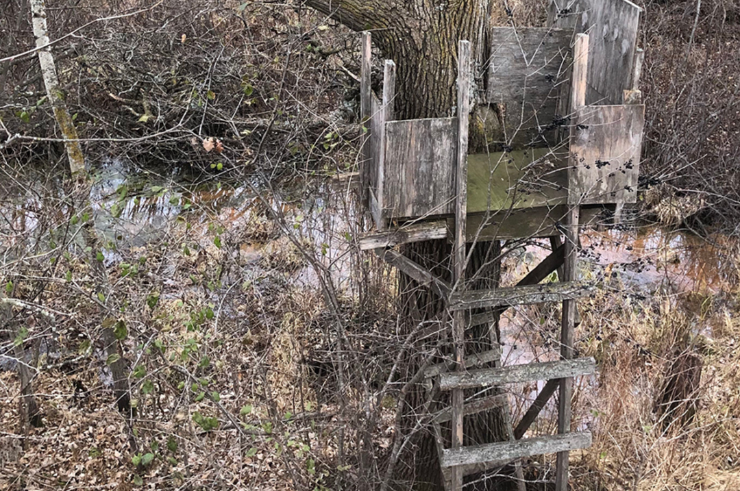 Old Tree Stands