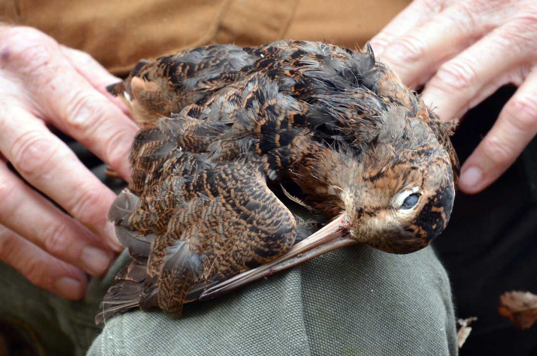 New England Woodcock and Storied Shotguns