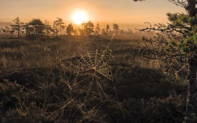 Deep South Bugs and Bucks: When Itches Collide