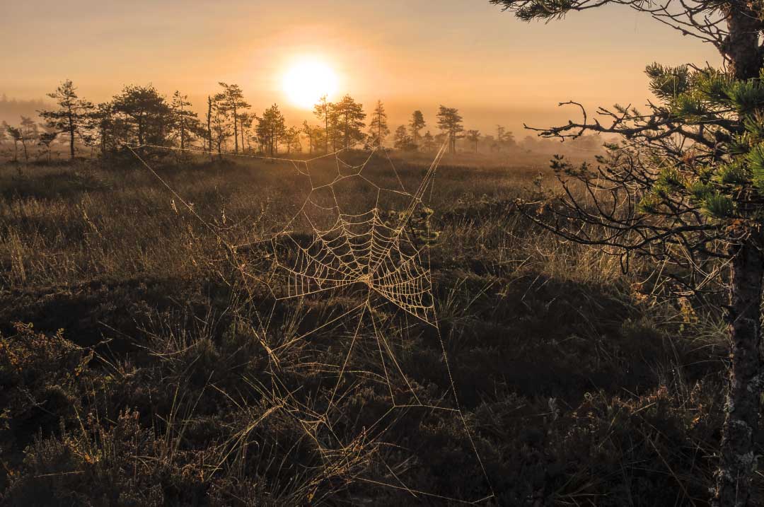 Deep South Bugs and Bucks: When Itches Collide